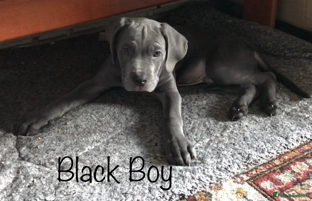 Cane Corso dogs for sale: Stunning 4th Generation Cane Corse Pups  - Advert 22