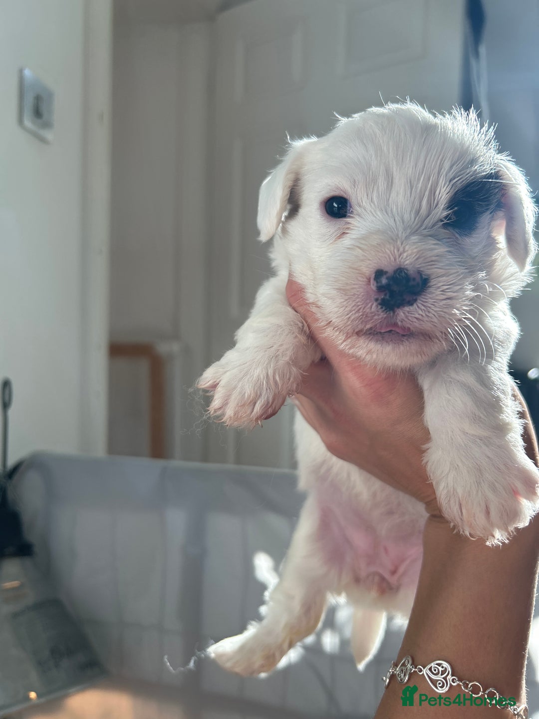Sealyham Terrier dogs for sale: Sealyham terrier crosses 1 boy available  - Advert 14