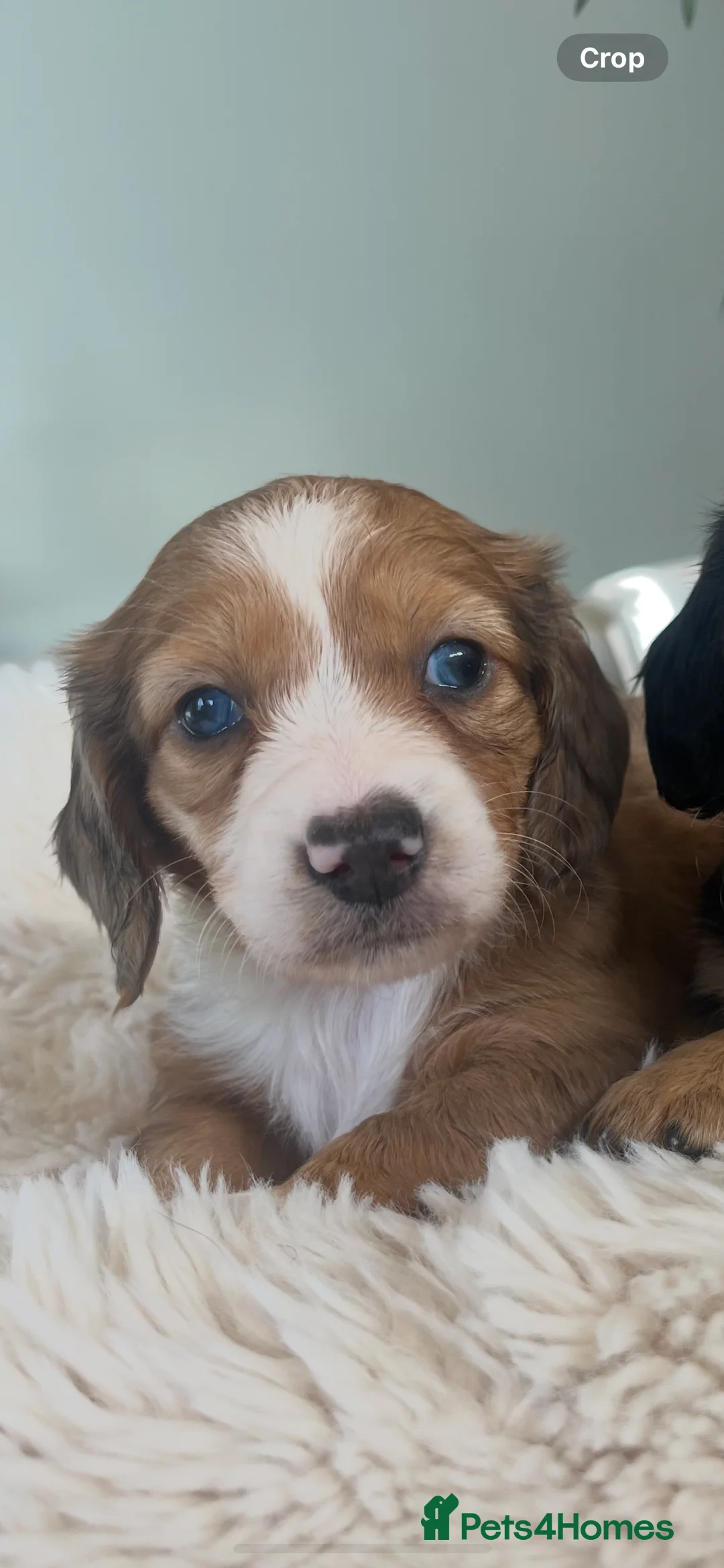 Miniature Dachshund dogs for sale: Mini long haired dachshund pups - Advert 2