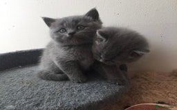 British Shorthair cats for sale: British shorthair Boys  - Advert 1