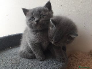 British Shorthair cats British shorthair Boys - Advert 1
