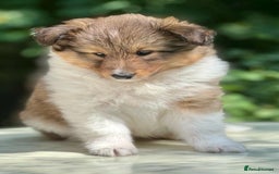 Shetland Sheepdog dogs for sale: Shetland Sheepdog/Sheltie puppy - Image 11