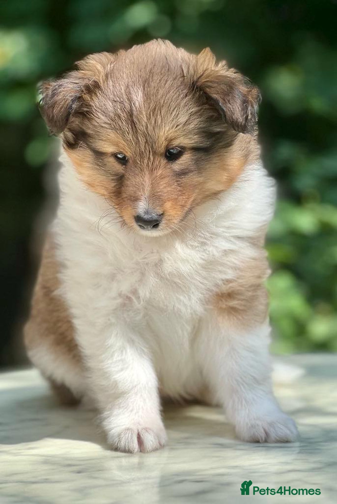 Shetland Sheepdog dogs for sale: Shetland Sheepdog/Sheltie puppy - Image 11