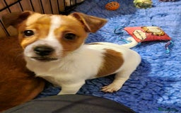 Mixed Breed dogs for sale: 3/4 jack Russell  1/4 chihuahua  - Image 9