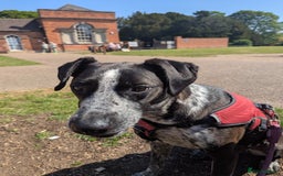 Mixed Breed dogs for adoption: TROOPER in Ashbourne - Image 15