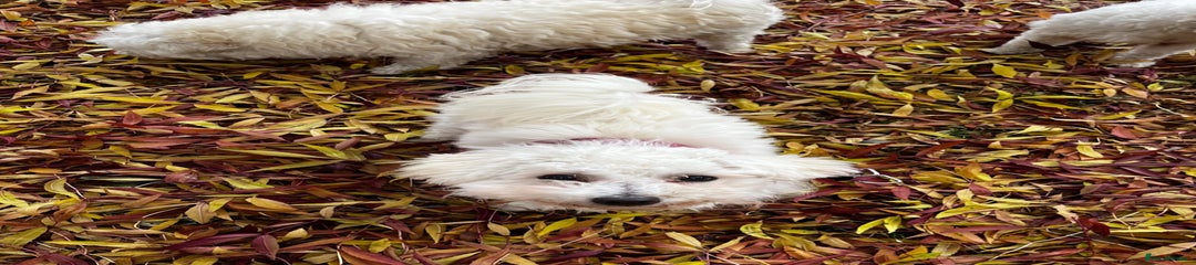 Maltipoo Puppy 1