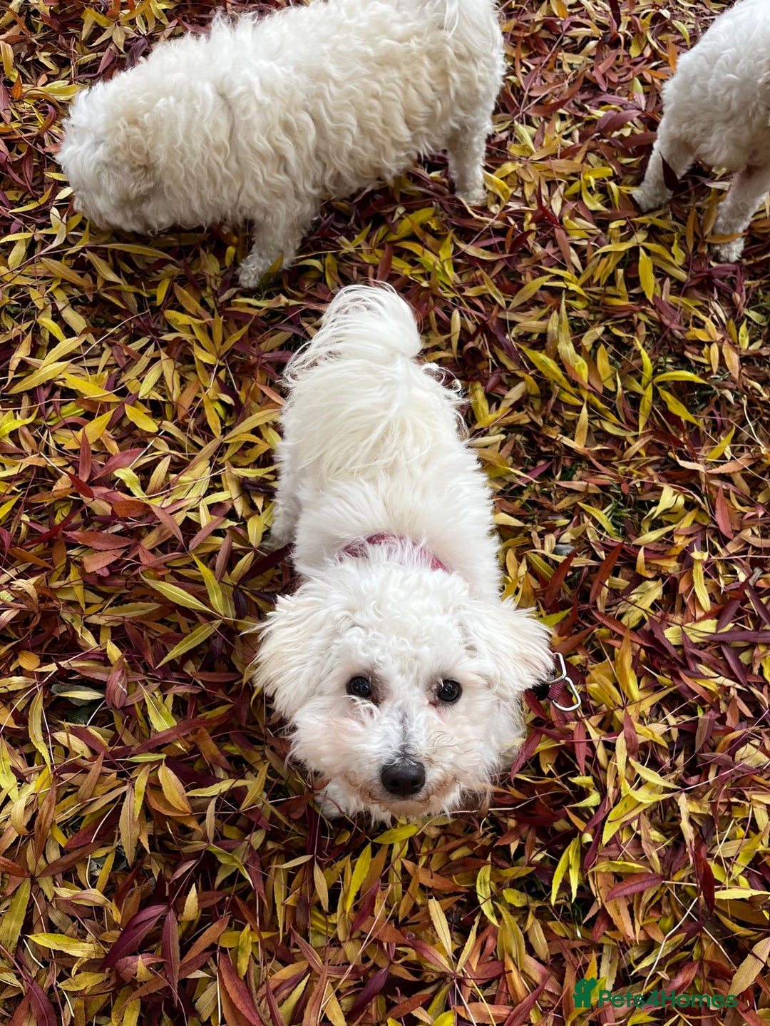 Maltipoo dogs for sale: Adorable 7 Month Old Maltipoo Puppies - Image 2