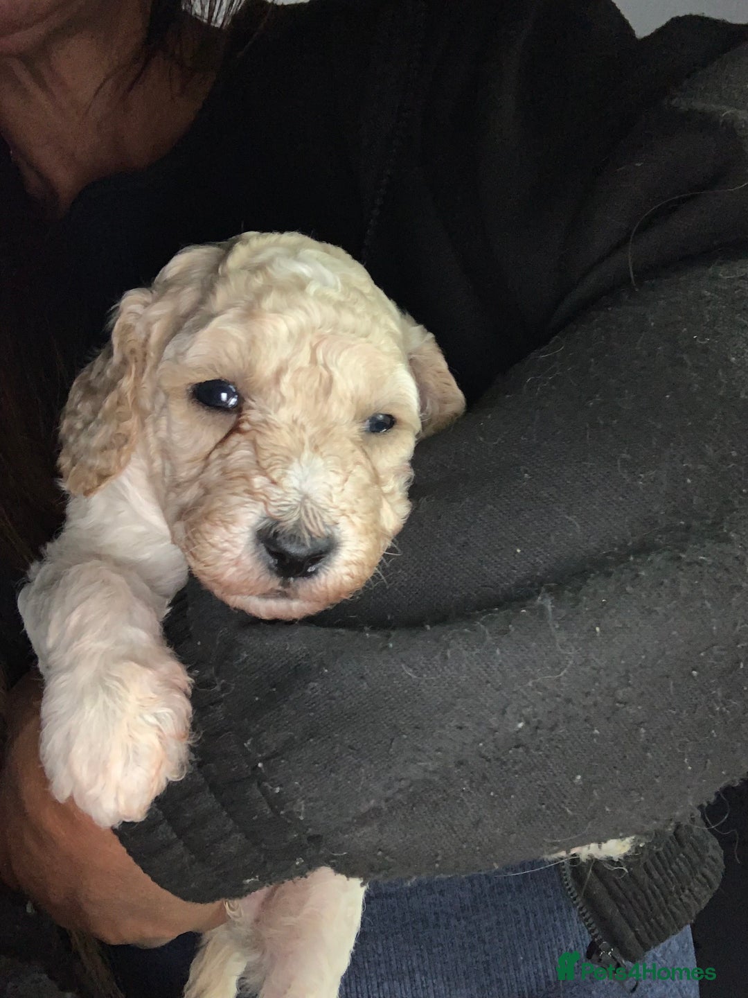 Labradoodle dogs for sale: Miniature Labradoodle  - Advert 6