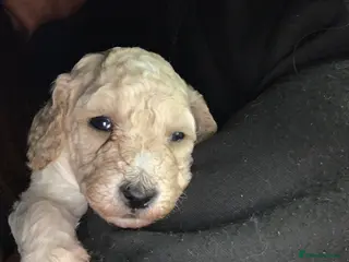 Labradoodle dogs Miniature Labradoodle - Advert 3