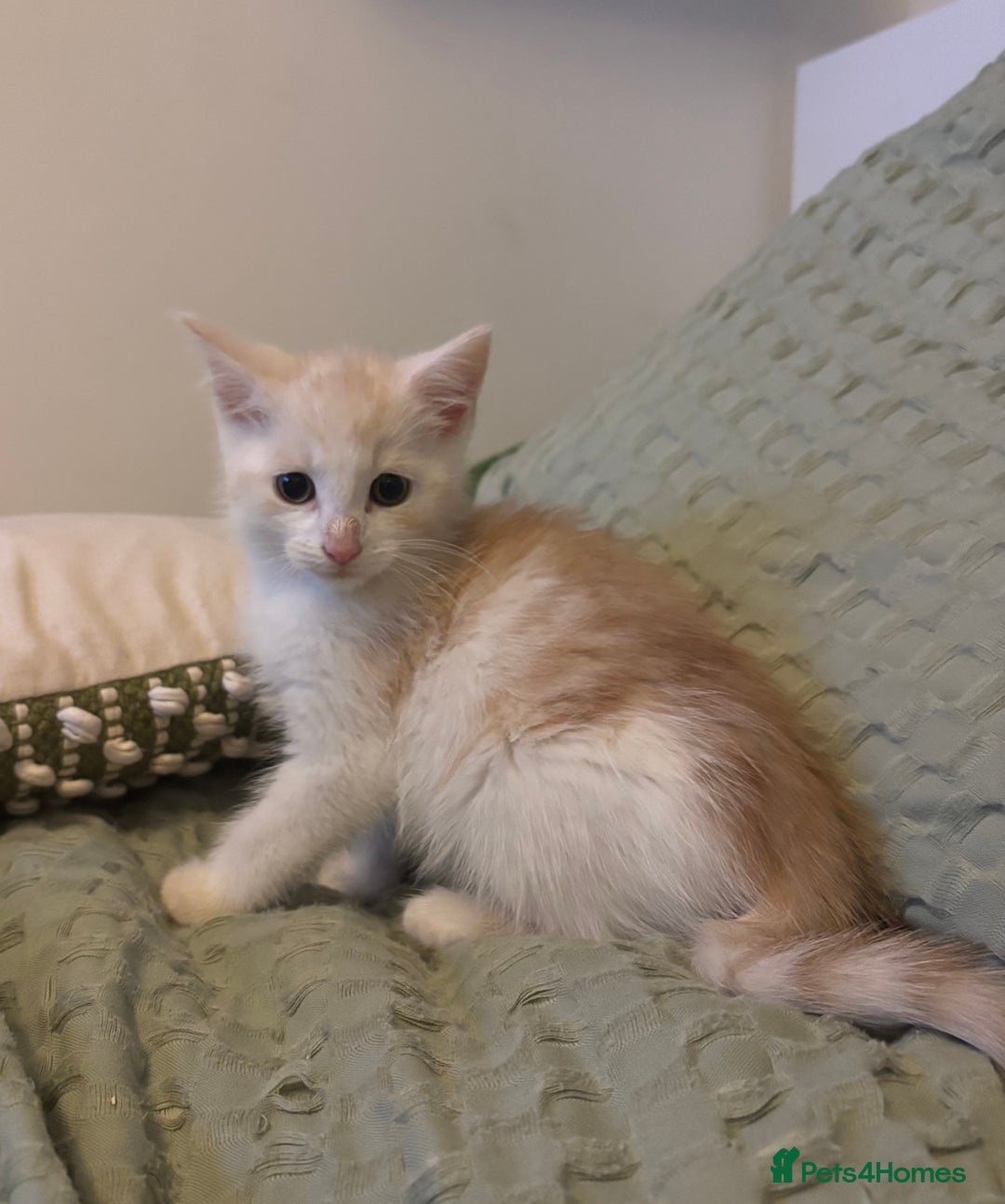 Maine Coon cats for sale: MAINE COON CROSS KITTENS - 1 POLYDACTYL  - Image 7