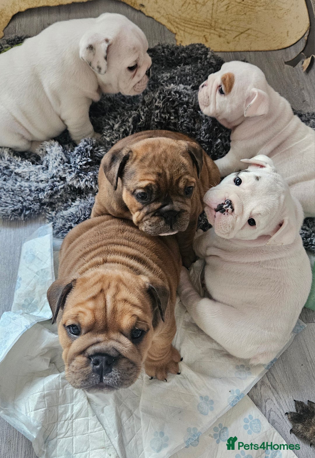 English Bulldog dogs for sale: English bulldogs - Advert 5