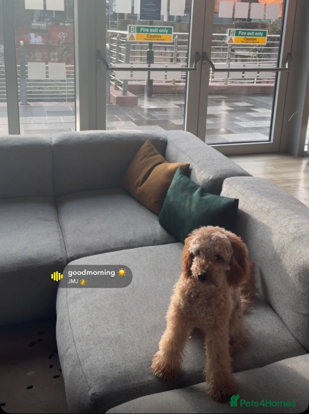 Miniature Poodle dogs for sale: Dog for Sale – trained & Comes with Accessories - Advert 2