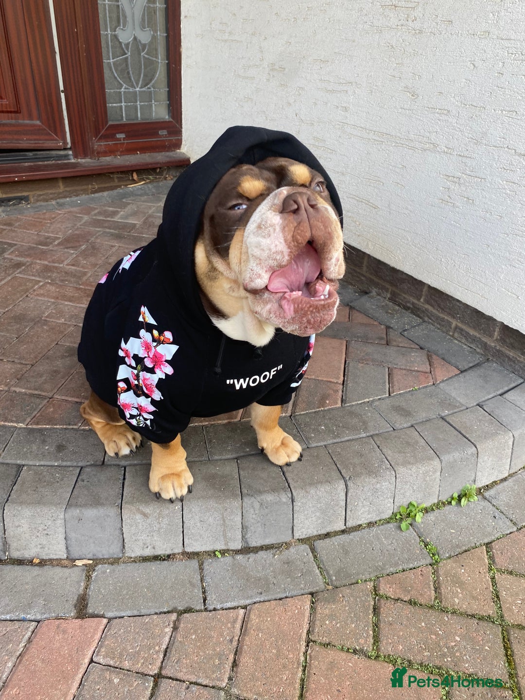 English Bulldog dogs for stud: Exclusive Tri-Colour Chocolate English Bulldog  - Image 15