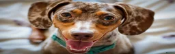 Dachshund dogs for sale: Male neutered dachshund  in Lee-on-the-Solent - Advert 9
