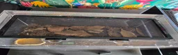 Scorpions invertebrates for sale: Asian Forest Scorpion - Advert 2