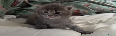Domestic Shorthair 1