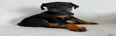 Dobermann 7