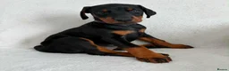 Dobermann dogs for sale: KC REGISTERED - DOBERMAN PUPPIES - Advert 20