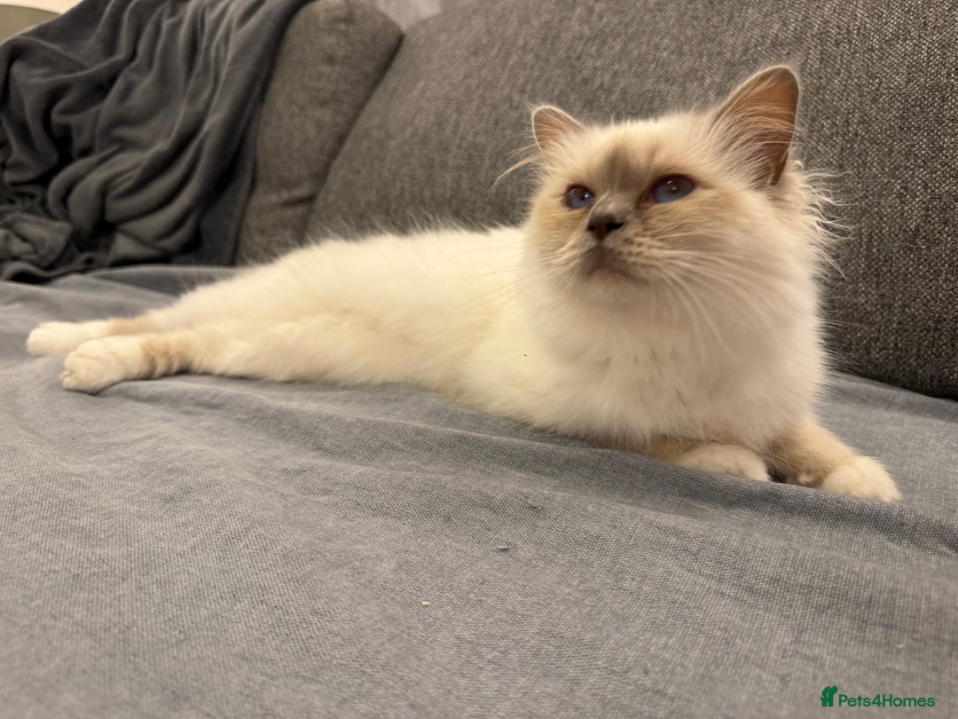 Birman cats for sale: Lilac point Birman female for sale  - Image 6