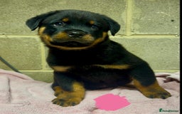 Rottweiler dogs for sale: 3 male Rottweiler pups ready to leave.  - Image 5