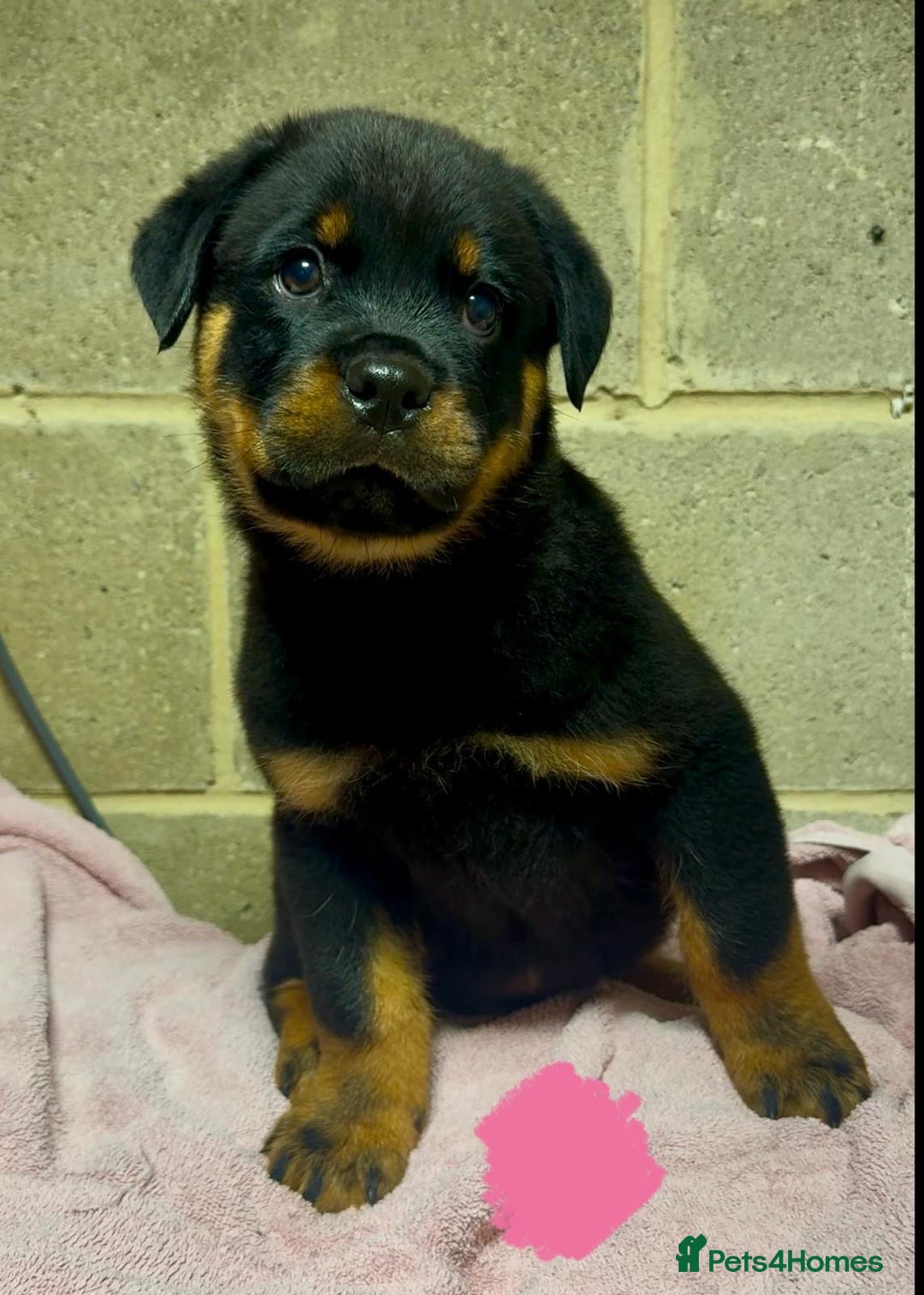 Rottweiler dogs for sale: 3 male Rottweiler pups ready to leave.  - Image 5