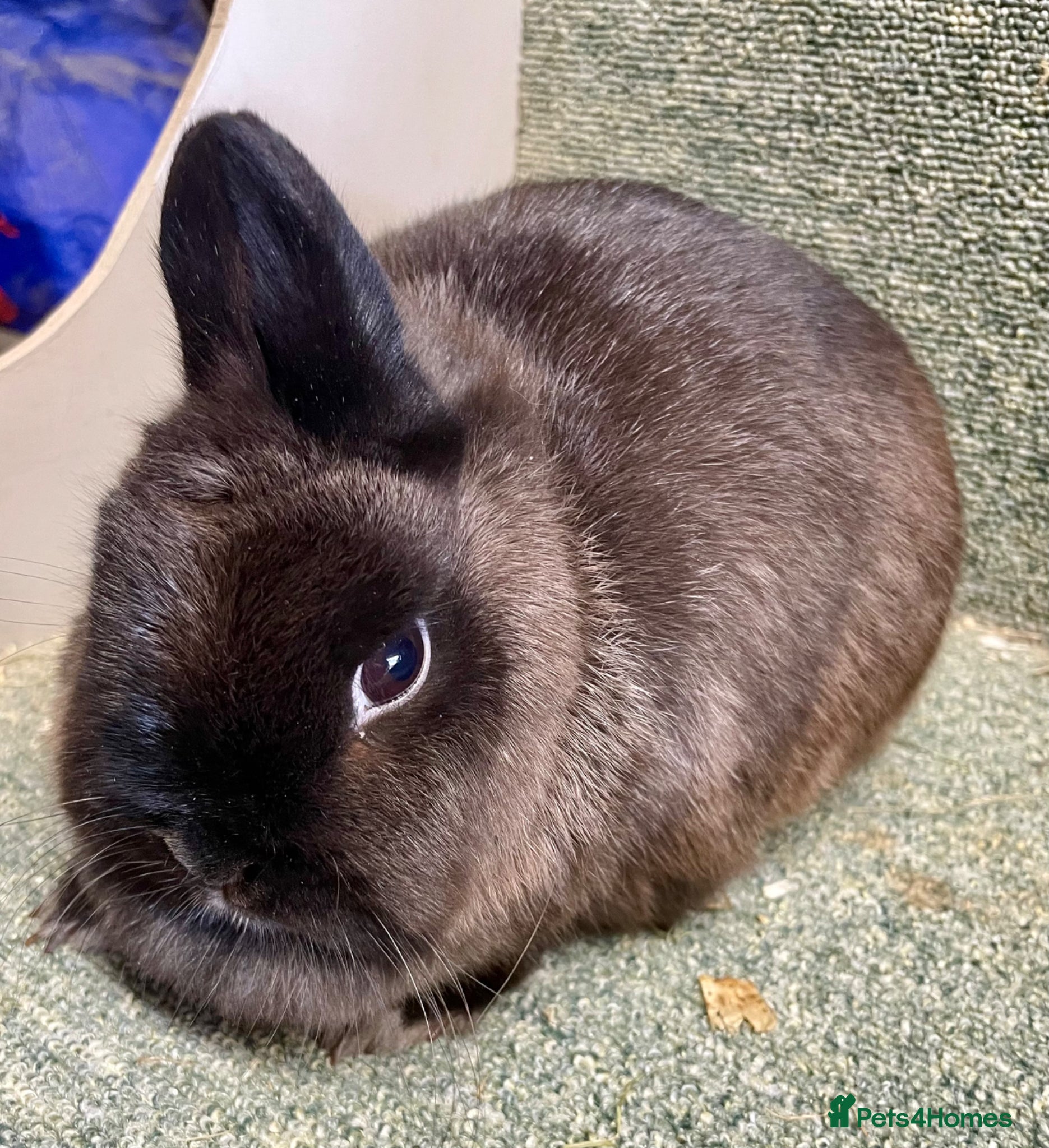 Netherland Dwarf rabbits Netherland dwarf female - Advert 14