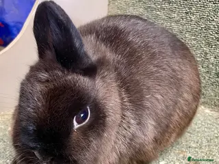 Netherland Dwarf rabbits Netherland dwarf female - Advert 14