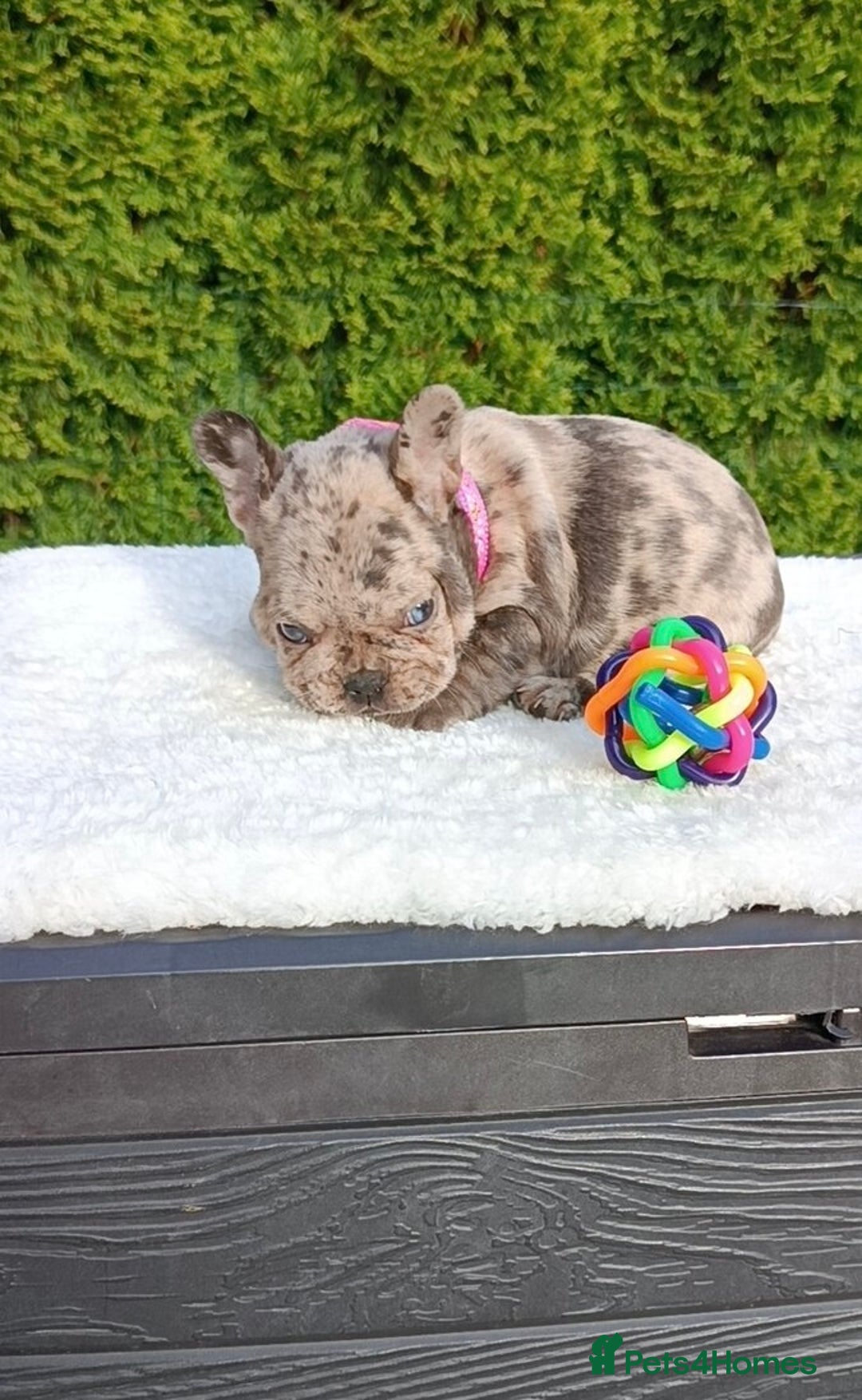 French Bulldog dogs for sale: ❤️ 🐶 beautiful French bulldog puppies ❤️🐶 - Image 34