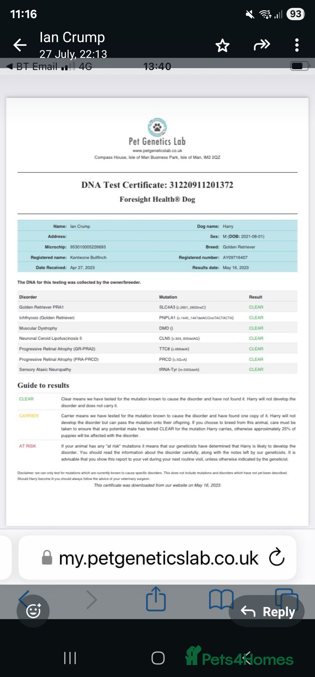 Golden Retriever dogs for sale:  golden retriever pups - Advert 16