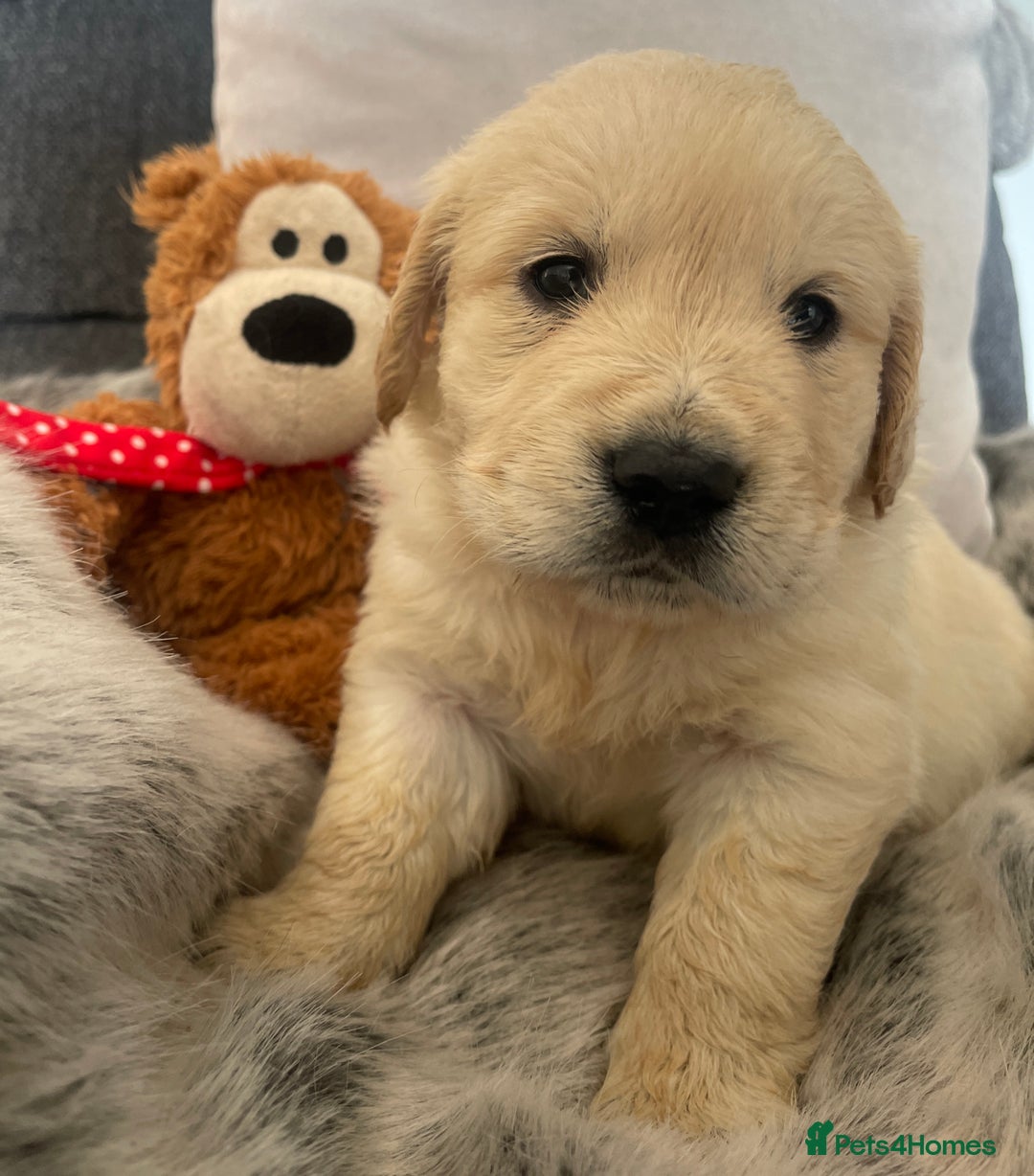 Golden Retriever dogs for sale: Perfectly Awesome Golden Retrievers  - Advert 7