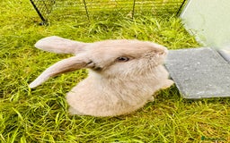 Mini Lop rabbits for sale: Adorable Mini Lop Rabbits Ready for New Homes - Image 9