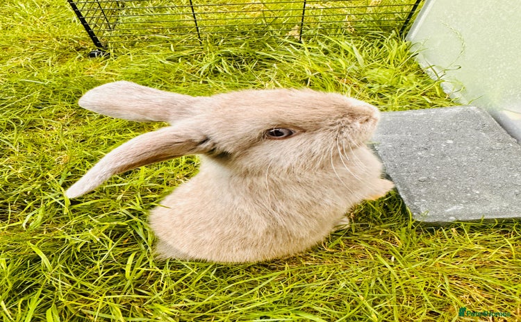Mini Lop rabbits - Advert 14