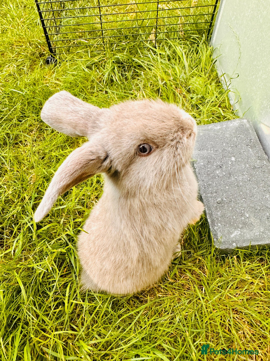 Mini Lop rabbits for sale: Adorable Mini Lop Rabbits Ready for New Homes - Image 9