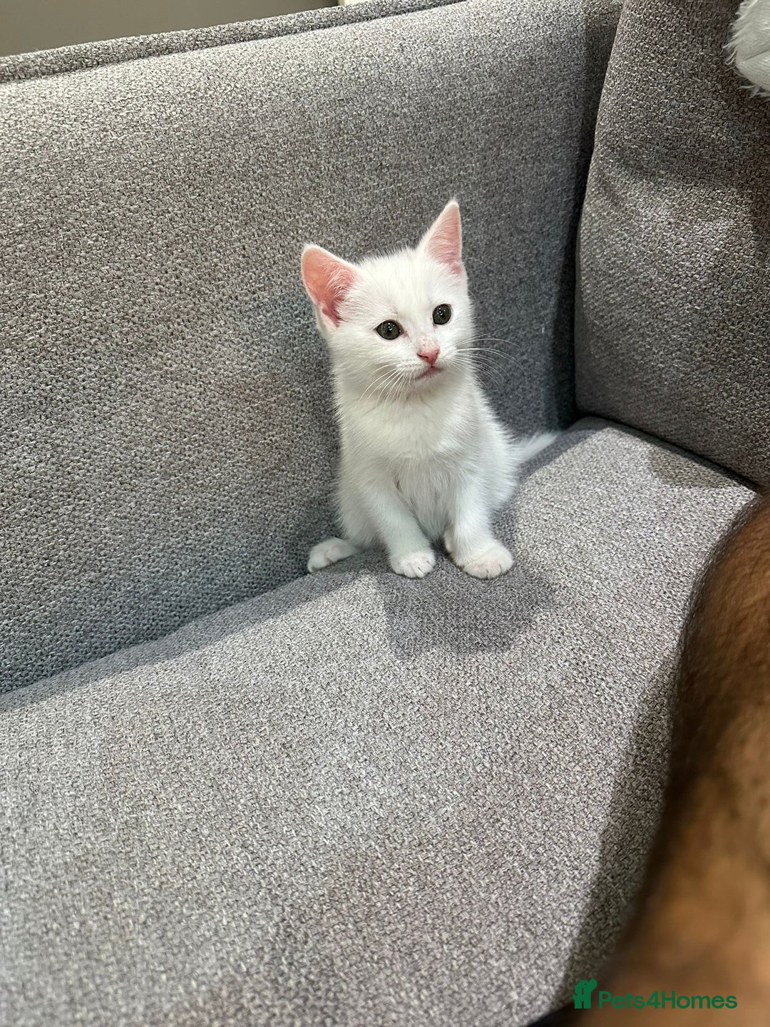Mixed Breed cats for sale: Mix white - Advert 1