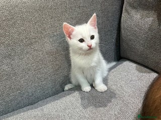 Mixed Breed cats Mix white - Advert 1