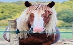 Ardennes horses for sale: For loan - Belgian draft stallion amazing hack  - Image 1