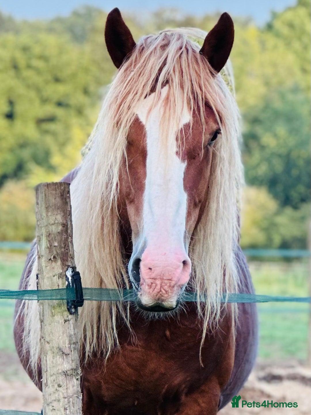 Ardennes horses for sale: For loan - Belgian draft stallion amazing hack  - Image 1