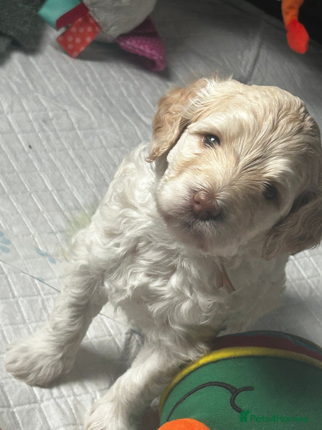 Cavapoo dogs for sale: ✨🌈 Rare Chocolate & Multicoloured Curly Cavapoos - Image 26