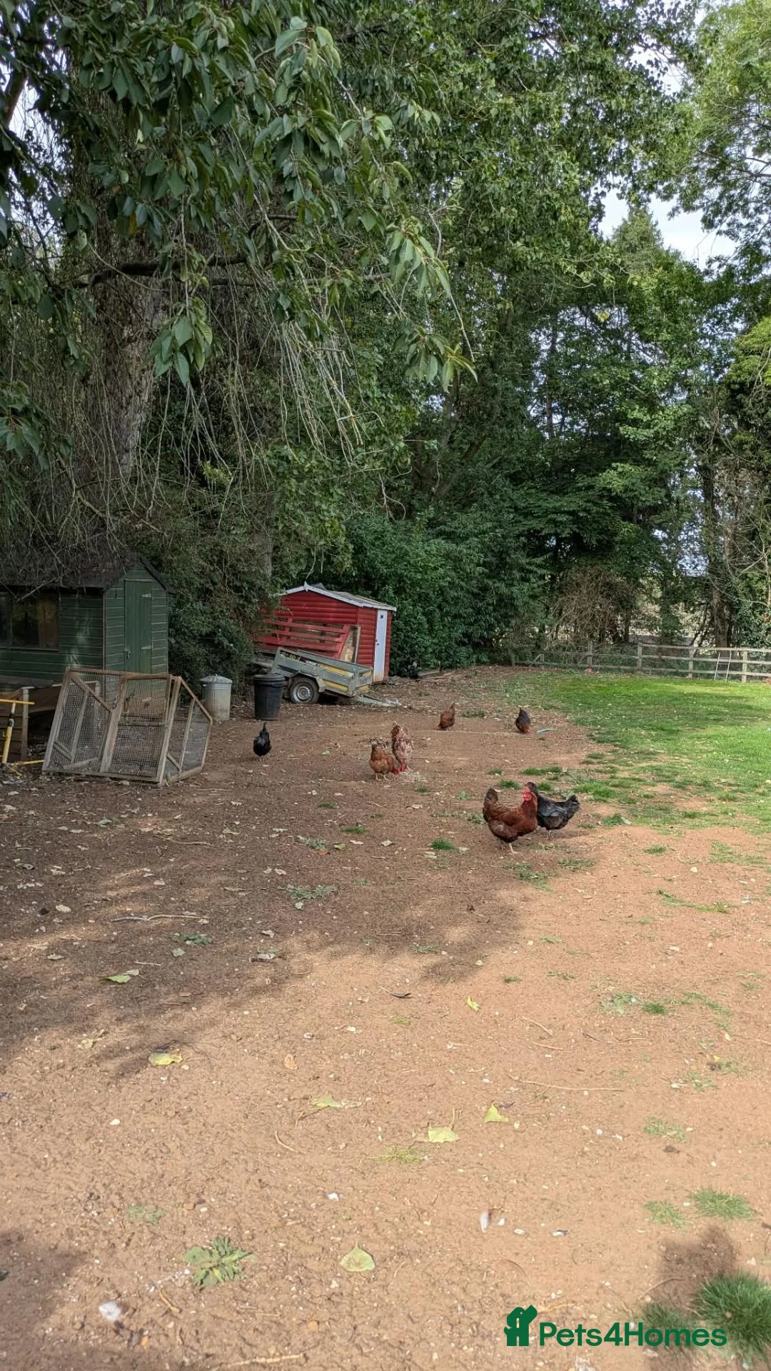 Chickens poultry for sale: Mixed chickens various ages in King's Lynn - Advert 2