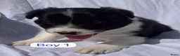 Border Collie dogs for sale: KC registered border collie puppies  - Advert 12