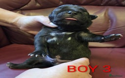 Staffordshire Bull Terrier dogs for sale: KC registered Champions Bloodline Show Quality  - Image 10
