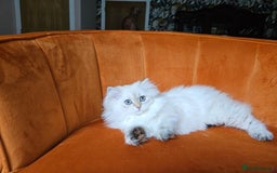 Scottish Fold cats for sale: Excellent Scottish straight girl ready to go in Erith - Image 4