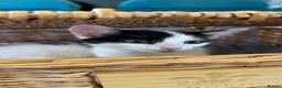 Mixed Breed cats for sale: Rehoming little girl - Advert 5