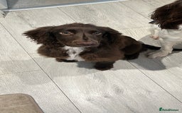Cocker Spaniel dogs for sale: 2 year old male Chocolate Cocker Spaniel - Image 3