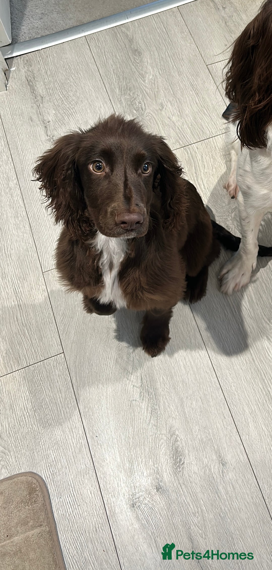 Cocker Spaniel dogs for sale: 2 year old male Chocolate Cocker Spaniel - Image 3