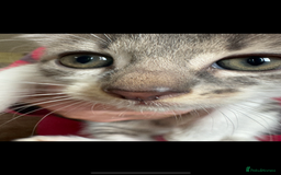 British Shorthair cats for sale: Beautiful kittens for sale  - Image 8
