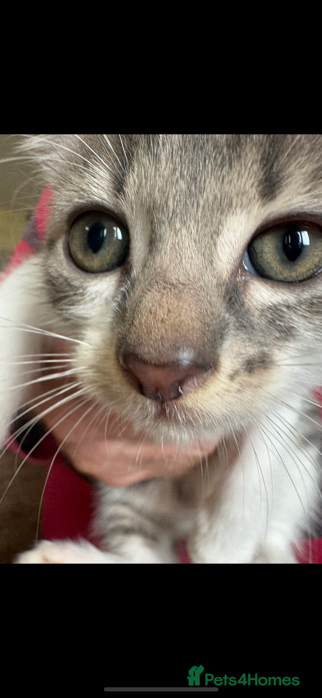 British Shorthair cats for sale: Beautiful kittens for sale  - Image 8