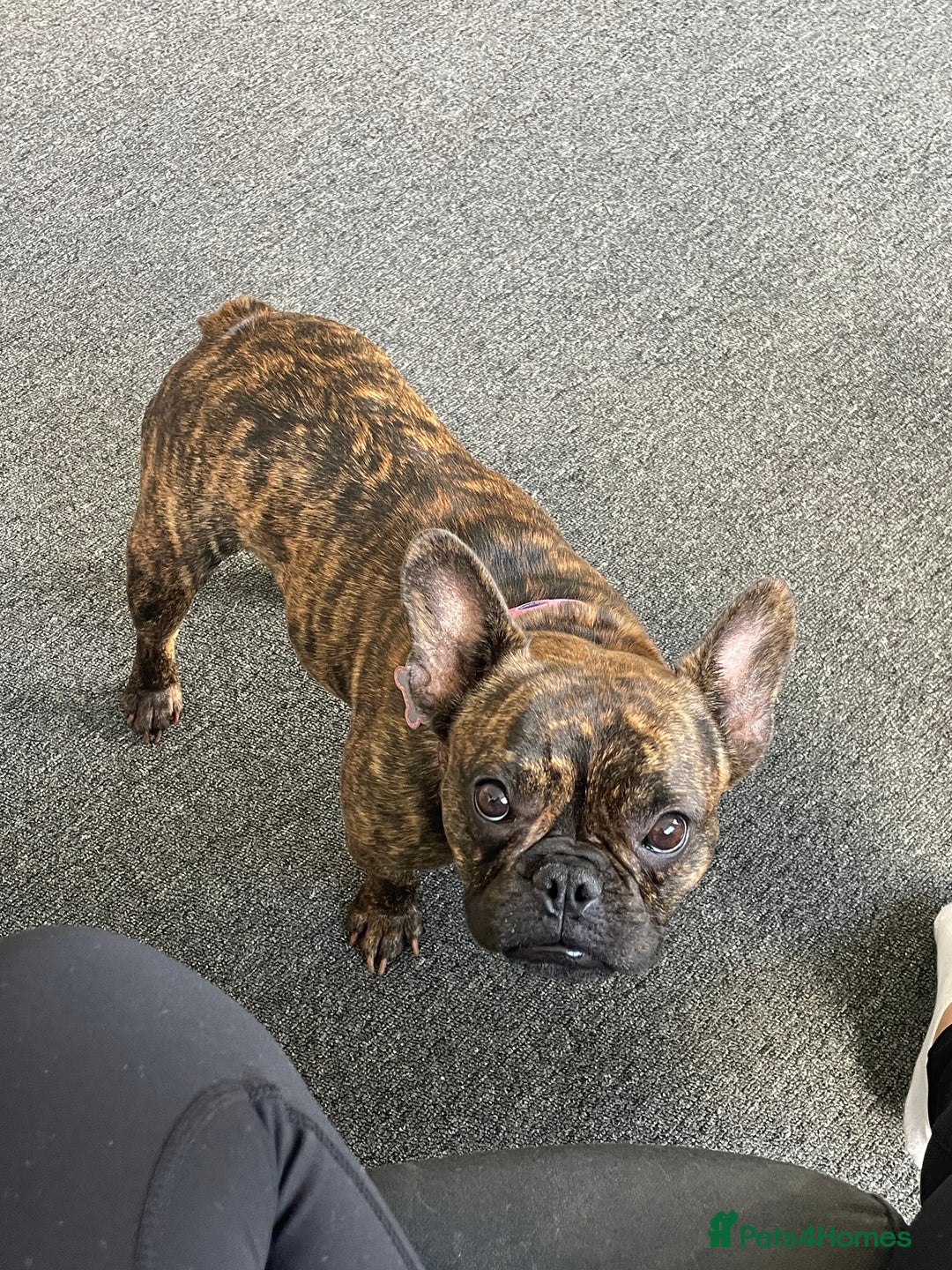 French Bulldog dogs for sale: Female French Bulldog  - Image 2