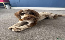 Cockapoo dogs for sale: Beautiful Chocolate and Merle F1 babies - Image 26