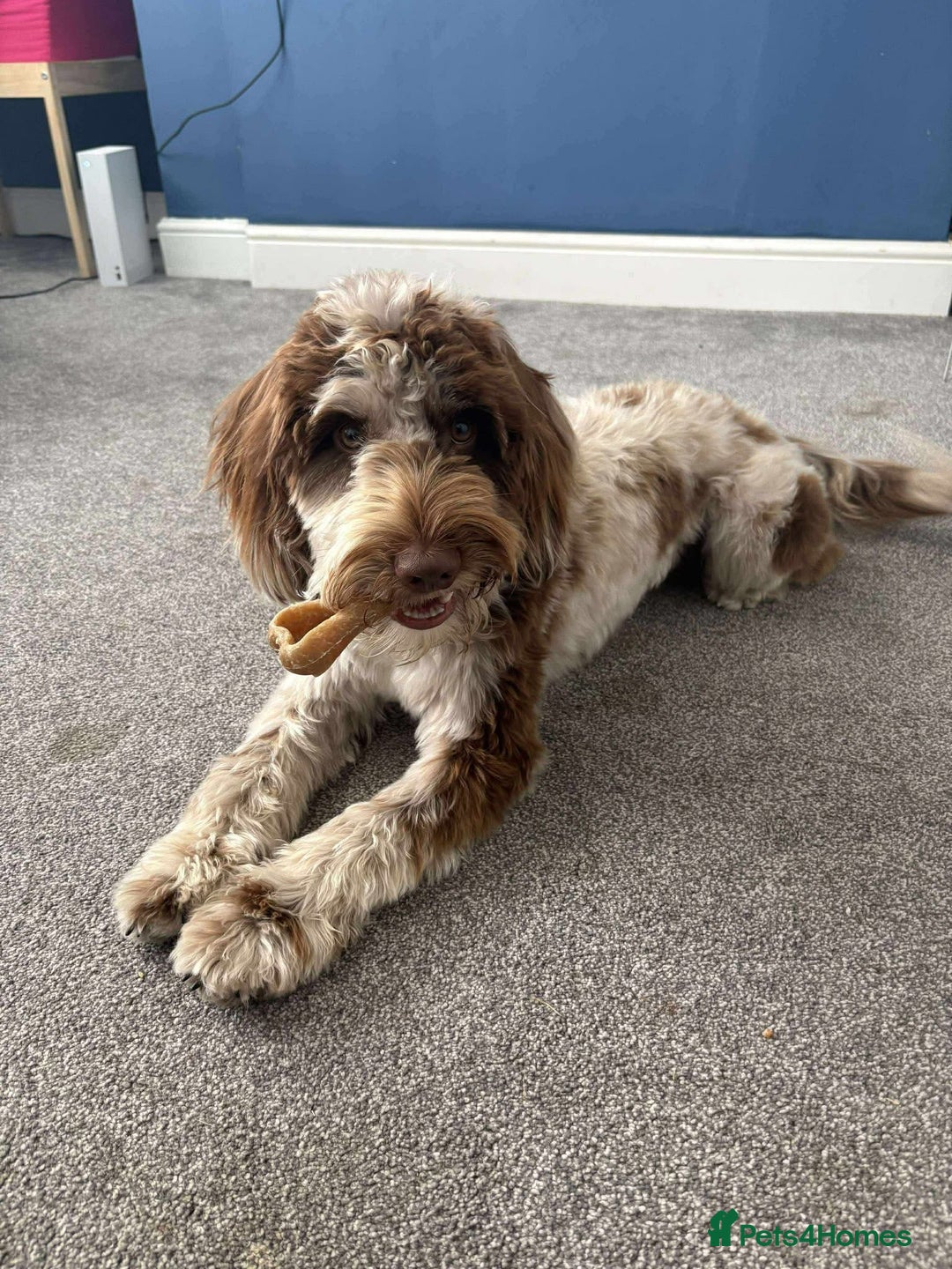 Cockapoo dogs for sale: Beautiful Chocolate and Merle F1 babies - Image 26
